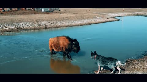 Wyatt the baby bison crossing the icy pond