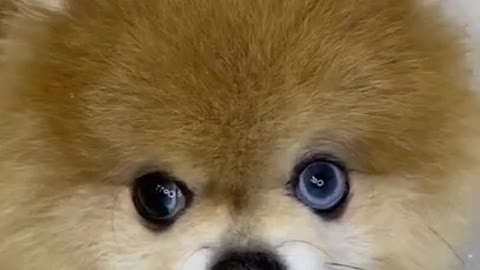 Cute doge exitet video funney cute doge video