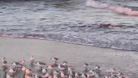 sanderlings at sunrise glow 💫