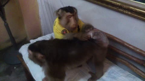 Caring monkey pampers his wife