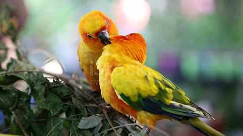 Sun Conure Parrot