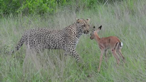 Incredible footage of leopard behaviour during impala kill - Sabi Sand Game Reserve, South Africa