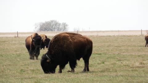 Wildlife In The Badlands (original footage and music)