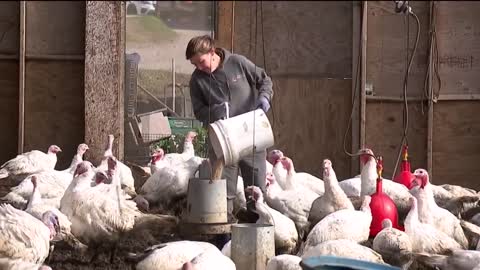 Thanksgiving turkey prices will put you in a 'fowl' mood