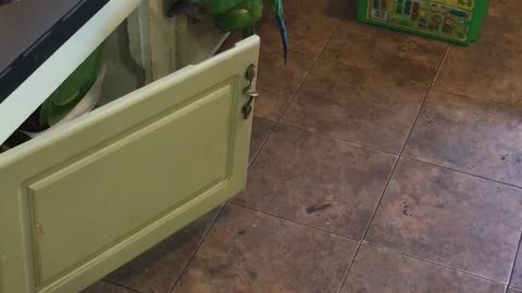 Monkey parrot trying to scale kitchen cabinets