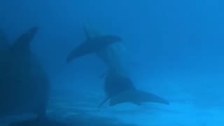 Dolphins