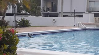 Ducks Enjoying A Swim