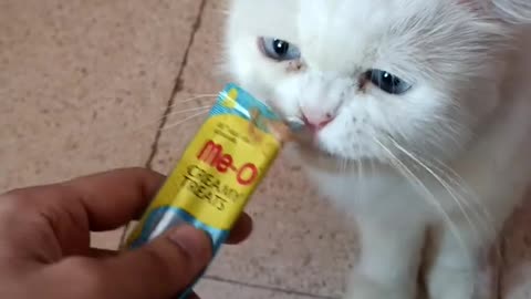 Persian cat wants chocolates