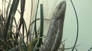 European Legless Lizard. Sheltopusik, Ophisaurus apodus. (Not a Snake)