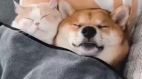 Best video funny dog and cat sleep.