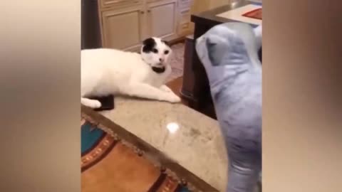 Cats funny video must watch