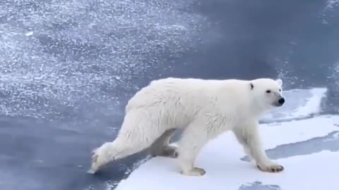 A pole bear crawls so that he won't fall in the water.