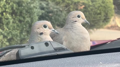 Birds Perch on Moving Car