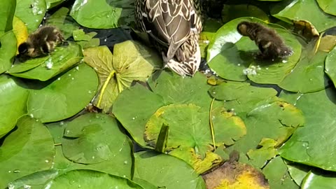 Baby ducklings trying to walk on lily pads