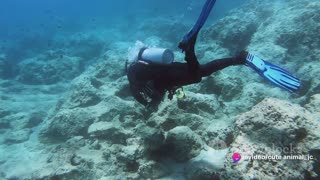 Into the Abyss: A Submersible Dive to the Deepest Parts of the Ocean