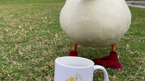 Cute Duck Drinks from a Cup of Water