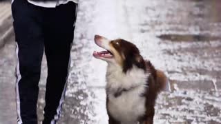 Man Holds Umbrella for His Dog While It Rains