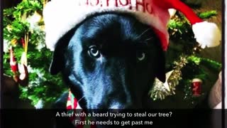 Merry Doggie Christmas!