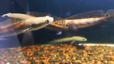 chana maru fish from belitung indonesia