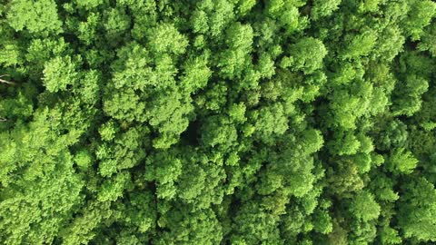Drone View over the Woods 4K