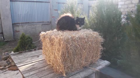 Timofey the cat on the straw