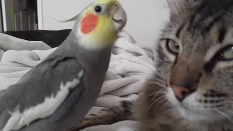 Kit the cockatiel singing and talking to the cat, Henry.