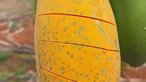 10 Impressive Health Benefits of Carica Papaya