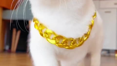 Beautiful cat slomo video cat fun