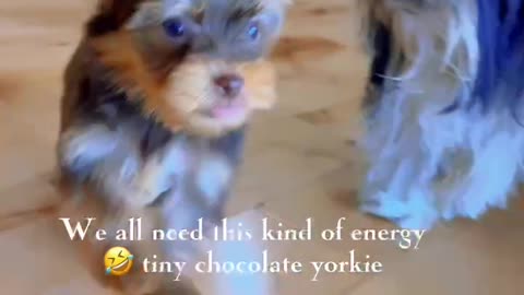 He is on a mission! Tiny chocolate yorkie