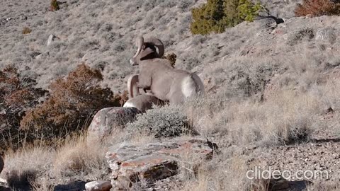 Bighorn Headbutting Battles, horn sheeps fight