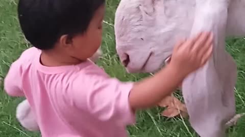 Cute baby & Cute animals, Cute Lamb