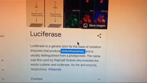 What's luciferase?