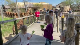 Feeding a giraffe 🦒