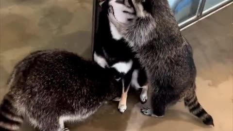 Racoons have found their new best friend