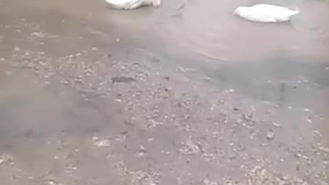 Ducks swimming during rain water comming