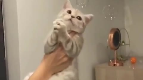 Cute cats playing with air bubbles