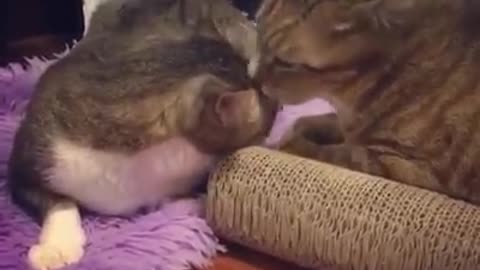 When cats lick each other