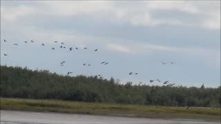 Goose Hunting In Alaska with yukonjeff
