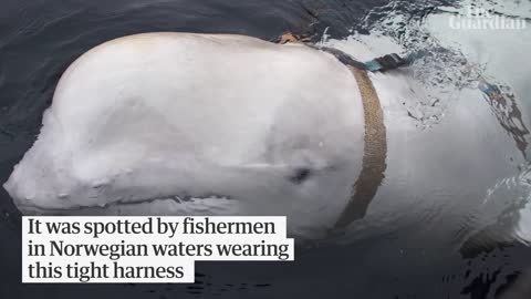 Beluga whale filmed harassing Norwegian boats could be 'Russian weapon'