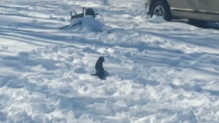 Cat having fun in snow