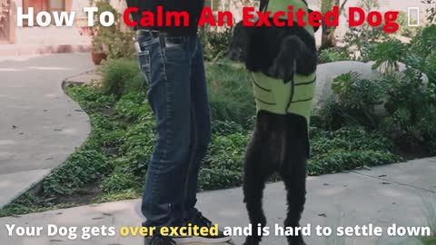 How To Calm An Excited Dog 🐶 Your Dog gets overexcited and is hard to settle down