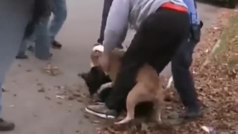 Pitbul attack dog
