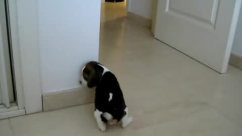 Beagle puppy, first day at home