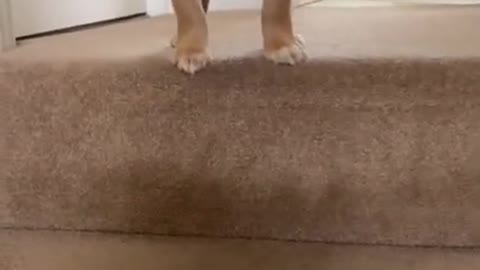 Adorable Cocker Spaniel puppy tries going downstairs for the first time...