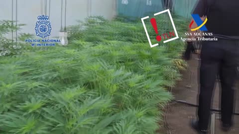 Desmanteladas 28 plantaciones e intervenidas 5.500 plantas de marihuana en Sevilla