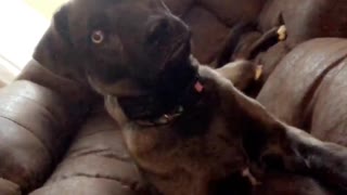 Wide-eyed dog watches TV with the utmost intensity