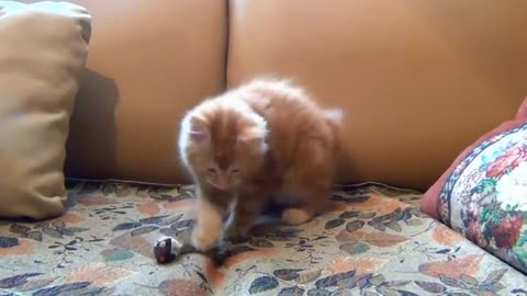 Funny cat viral video