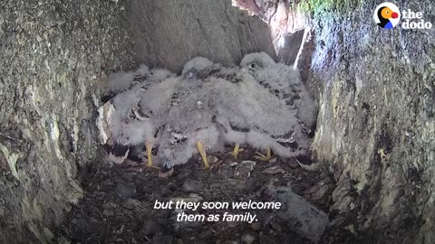 Single Kestrel Parent Raises Six Chicks | The Dodo