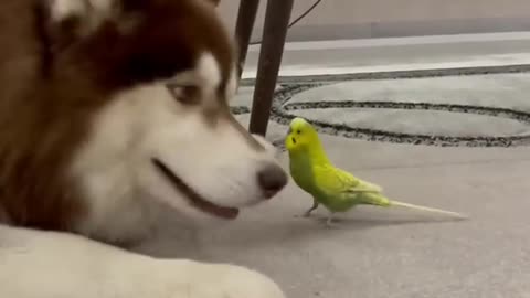 Diesel the Husky and Gosha the Parrot are Best Friends || ViralHog