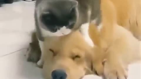 Cat dog love